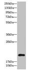 TSC22 Domain Family Member 3 antibody, LS-C397206, Lifespan Biosciences, Western Blot image 