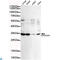 Cyclin Dependent Kinase 1 antibody, LS-C812909, Lifespan Biosciences, Western Blot image 