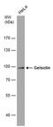 Gelsolin antibody, MA5-27752, Invitrogen Antibodies, Western Blot image 