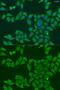 FKBP Prolyl Isomerase 2 antibody, GTX65874, GeneTex, Immunofluorescence image 