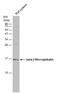 Beta-2-Microglobulin antibody, GTX101314, GeneTex, Western Blot image 