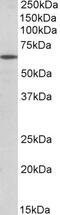 Peroxisomal Biogenesis Factor 26 antibody, 42-604, ProSci, Western Blot image 