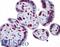 Calpain 6 antibody, LS-B4597, Lifespan Biosciences, Immunohistochemistry frozen image 