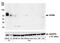 CD86 antibody, A700-030, Bethyl Labs, Western Blot image 