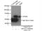 Adenosylhomocysteinase Like 1 antibody, 10658-3-AP, Proteintech Group, Immunoprecipitation image 