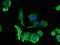 Solute Carrier Family 5 Member 1 antibody, LS-C679520, Lifespan Biosciences, Immunofluorescence image 