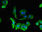 Sglt1 antibody, LS-C679520, Lifespan Biosciences, Immunofluorescence image 