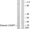 Caspase 7 antibody, LS-C121032, Lifespan Biosciences, Western Blot image 