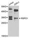 R-spondin-1 antibody, LS-B14917, Lifespan Biosciences, Western Blot image 