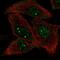 Ubiquitin Conjugating Enzyme E2 O antibody, HPA023605, Atlas Antibodies, Immunofluorescence image 