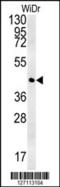 Cyclin Y Like 1 antibody, MBS9203359, MyBioSource, Western Blot image 