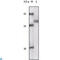 Ribosomal Protein S6 Kinase A1 antibody, LS-C812764, Lifespan Biosciences, Western Blot image 