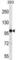 Transient receptor potential cation channel subfamily M member 4 antibody, abx028569, Abbexa, Western Blot image 