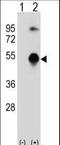 GATA Binding Protein 3 antibody, LS-C166383, Lifespan Biosciences, Western Blot image 