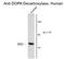 Dopa Decarboxylase antibody, GTX82709, GeneTex, Western Blot image 