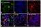 Tryptophanyl-TRNA Synthetase antibody, PA5-29102, Invitrogen Antibodies, Immunofluorescence image 