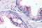 Interleukin-24 antibody, MBS240855, MyBioSource, Immunohistochemistry frozen image 