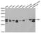 Tropomyosin 1 antibody, MBS127505, MyBioSource, Western Blot image 