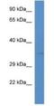 STIM Activating Enhancer antibody, NBP1-74232, Novus Biologicals, Western Blot image 