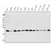 BCL2 Antagonist/Killer 1 antibody, PA1437, Boster Biological Technology, Western Blot image 