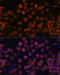 Complement Factor B antibody, 16-846, ProSci, Immunofluorescence image 