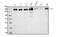 AF4/FMR2 Family Member 4 antibody, M03824, Boster Biological Technology, Western Blot image 