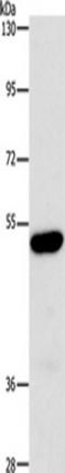 Arylsulfatase B antibody, TA350991, Origene, Western Blot image 