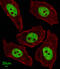 Flap Structure-Specific Endonuclease 1 antibody, MBS9204914, MyBioSource, Immunofluorescence image 