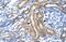 Potassium Voltage-Gated Channel Subfamily A Member 10 antibody, PA5-41032, Invitrogen Antibodies, Immunohistochemistry frozen image 