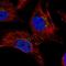 Dynamin 3 antibody, HPA064121, Atlas Antibodies, Immunocytochemistry image 