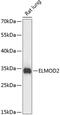 ELMO Domain Containing 2 antibody, GTX66263, GeneTex, Western Blot image 