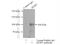 Zinc finger protein DZIP1 antibody, 13779-1-AP, Proteintech Group, Immunoprecipitation image 