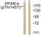 Mediator Complex Subunit 1 antibody, PA5-38322, Invitrogen Antibodies, Western Blot image 