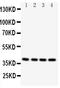 Caspase 12 (Gene/Pseudogene) antibody, PA2103, Boster Biological Technology, Western Blot image 
