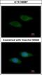 Syntrophin Beta 2 antibody, GTX108987, GeneTex, Immunofluorescence image 