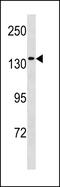 Minichromosome Maintenance 9 Homologous Recombination Repair Factor antibody, PA5-49293, Invitrogen Antibodies, Western Blot image 