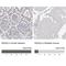 RAS P21 Protein Activator 2 antibody, NBP1-89794, Novus Biologicals, Immunohistochemistry paraffin image 