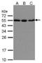 Karyopherin Subunit Alpha 2 antibody, NBP1-31098, Novus Biologicals, Western Blot image 