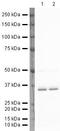 L-lactate dehydrogenase A chain antibody, PA5-19754, Invitrogen Antibodies, Western Blot image 