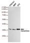 HtrA Serine Peptidase 2 antibody, STJ99318, St John