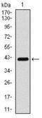 Coactosin-like protein antibody, NBP2-37517, Novus Biologicals, Western Blot image 