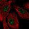 Senataxin antibody, HPA057269, Atlas Antibodies, Immunofluorescence image 