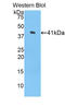 Histone Cluster 1 H2A Family Member H antibody, LS-C297294, Lifespan Biosciences, Western Blot image 