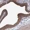 Mitochondrial Ribosomal Protein L38 antibody, NBP1-81673, Novus Biologicals, Immunohistochemistry frozen image 