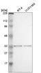 General transcription factor IIE subunit 2 antibody, HPA004816, Atlas Antibodies, Western Blot image 