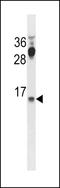 Cysteine And Tyrosine Rich 1 antibody, LS-C157677, Lifespan Biosciences, Western Blot image 