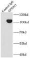 G Protein Regulated Inducer Of Neurite Outgrowth 1 antibody, FNab03615, FineTest, Immunoprecipitation image 