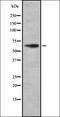 PDZ And LIM Domain 5 antibody, orb337386, Biorbyt, Western Blot image 