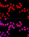 Splicing Factor Proline And Glutamine Rich antibody, 13-336, ProSci, Immunofluorescence image 