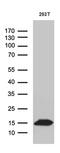 Coiled-Coil-Helix-Coiled-Coil-Helix Domain Containing 10 antibody, MA5-27532, Invitrogen Antibodies, Western Blot image 